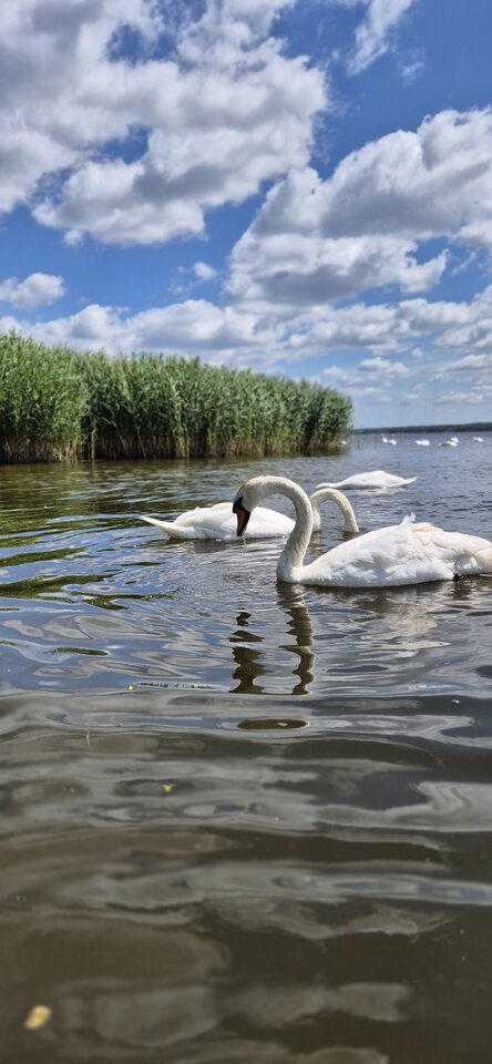 1000023950.jpg - BezpanskaS