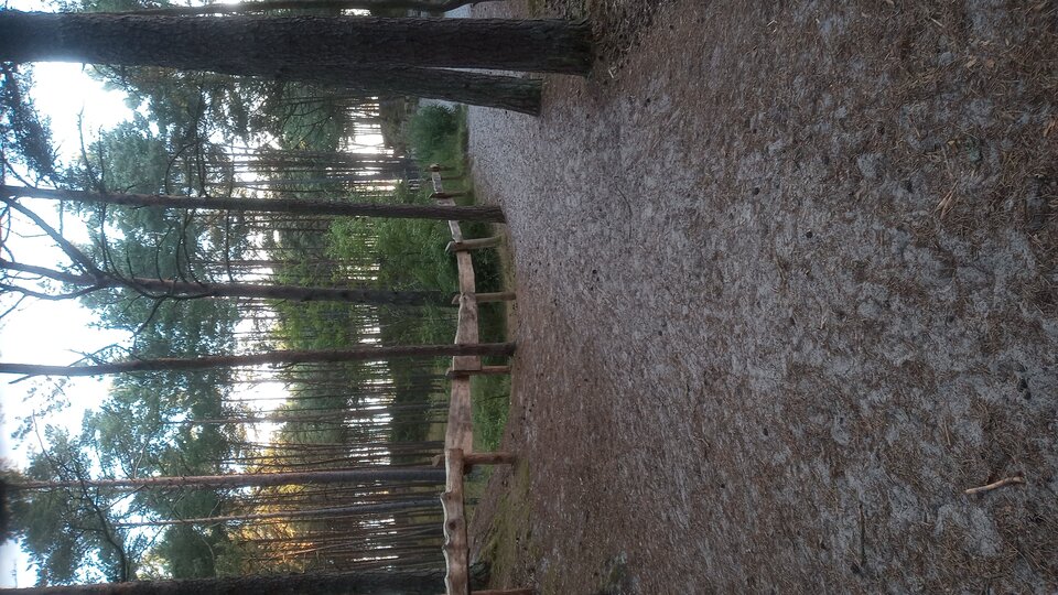 20250629_053053.jpg - Mrowka72