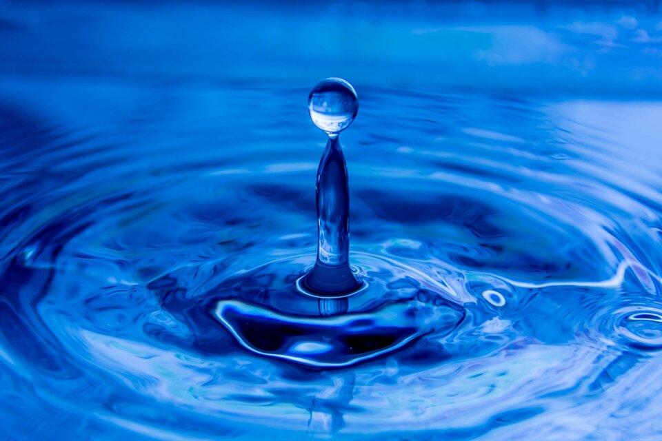 1697350013549.jpg - Bonobo1