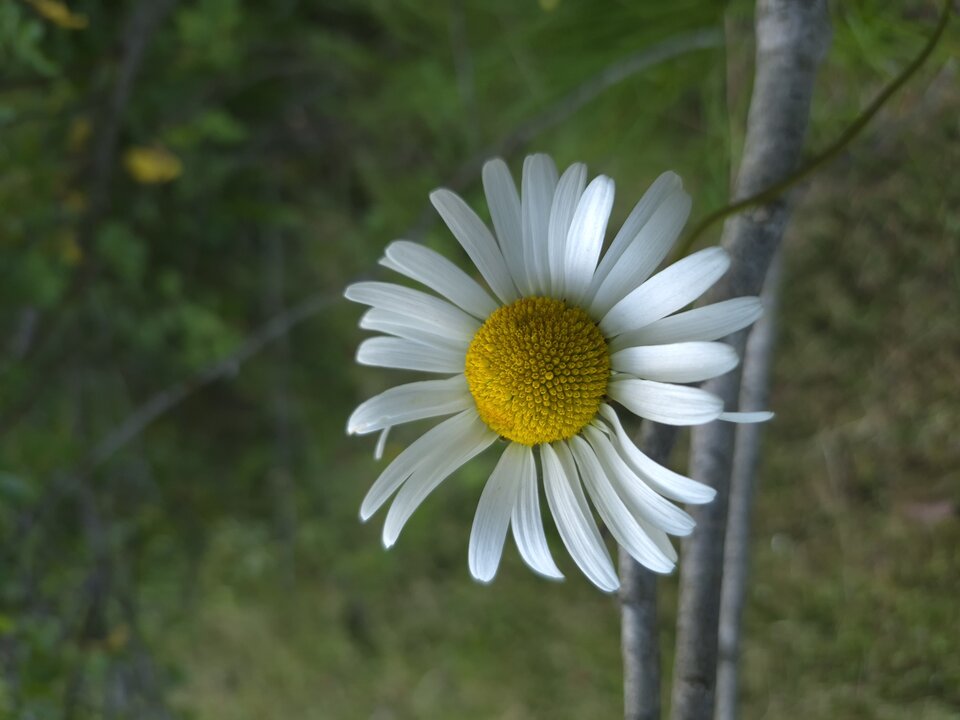 1000037251.jpg - Miniek234