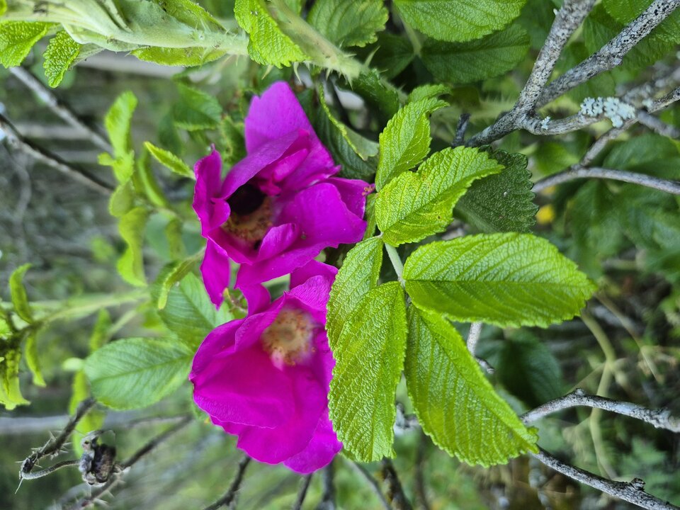 1000037247.jpg - Miniek234