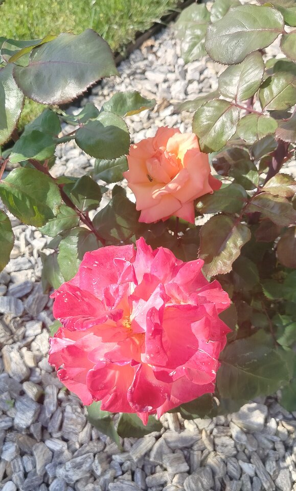 1000001555.jpg - on68ona73