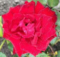 Czy są tutaj miłośniczki róż? 🙂