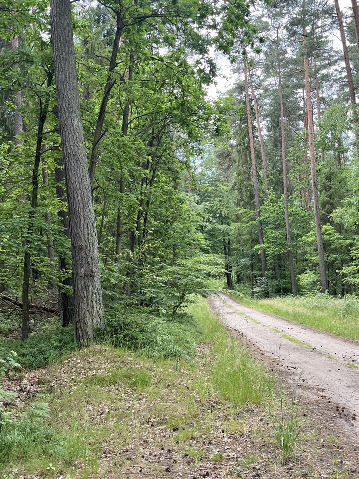 image.jpg - Zwyklyfacet3