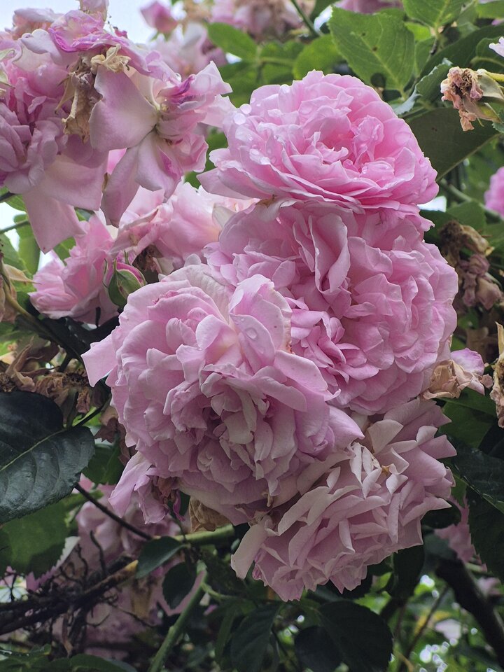 1000037827.jpg - Miniek234