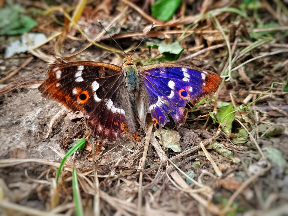 Nadwiślański  motyl - AnnPrzem_7978
