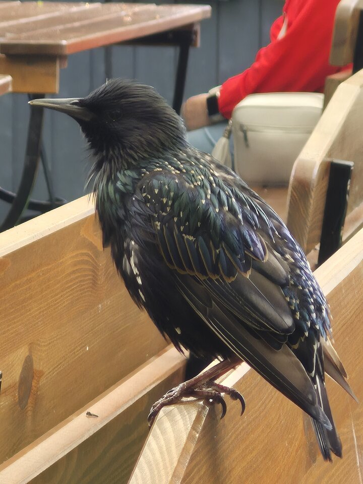 1000038629.jpg - Miniek234