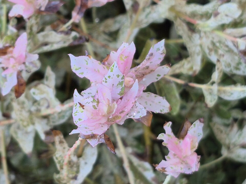 1000038770.jpg - Miniek234