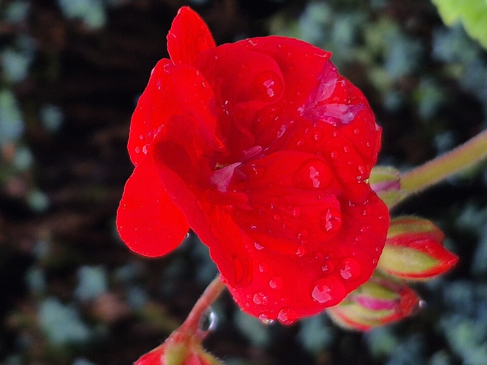 1000038752.jpg - Miniek234