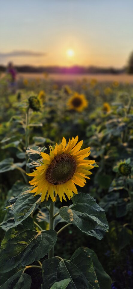 1000025016.jpg - BezpanskaS