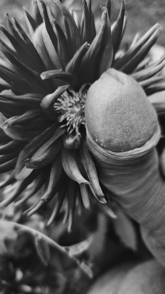 Kwiatki dla □□□□□a - Dobrykontakt20