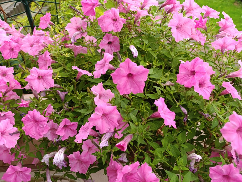 1000015478.jpg - Nowapara1922