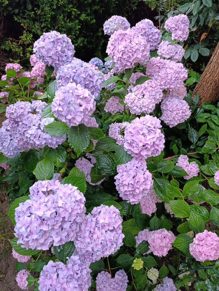 1000015476.jpg - Nowapara1922