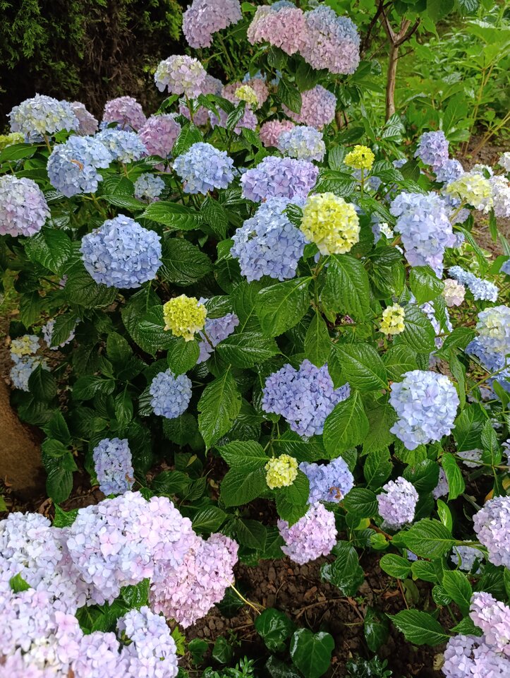 1000015477.jpg - Nowapara1922