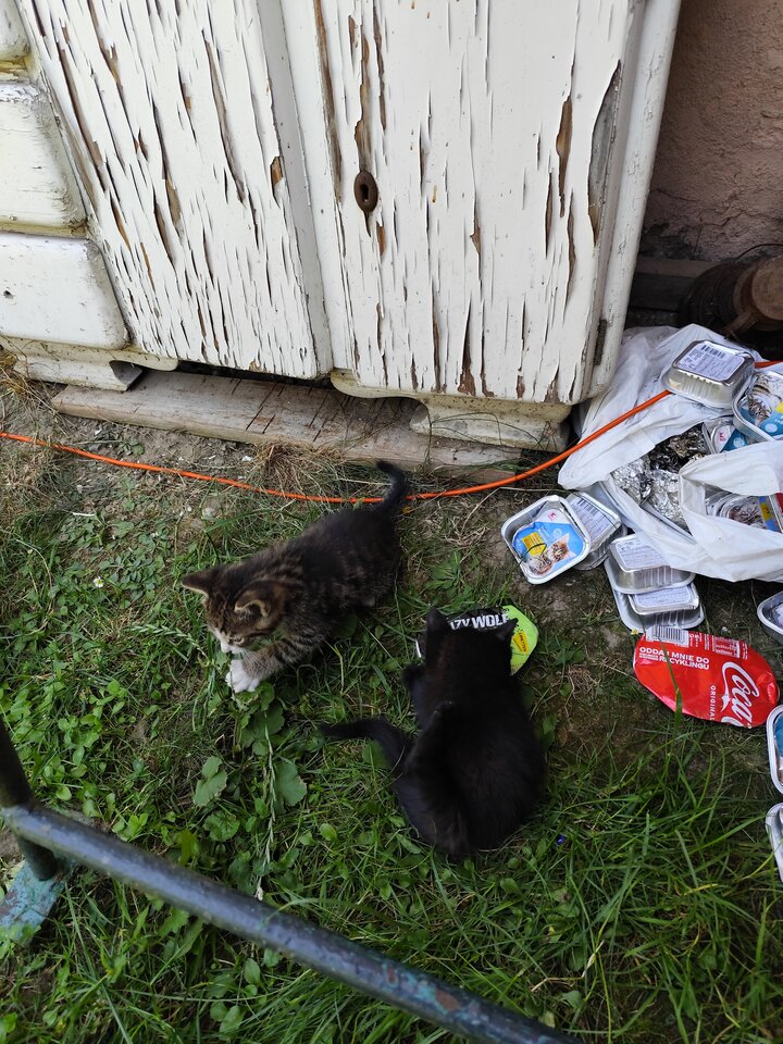 1000001259.jpg - RPGfan