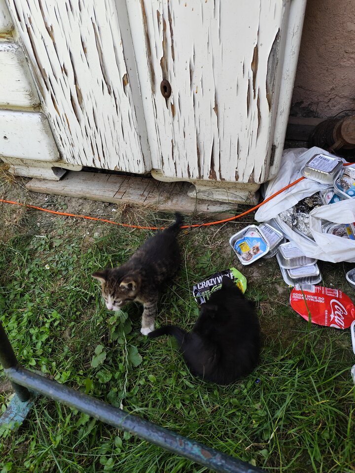 1000001260.jpg - RPGfan