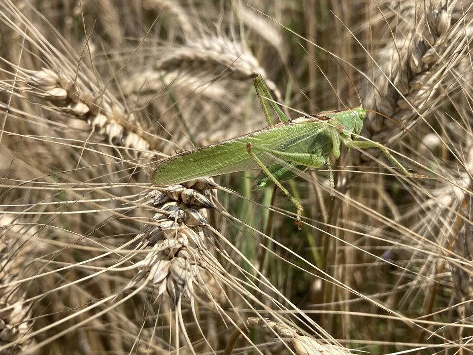 IMG_4735.jpeg - Damapik78