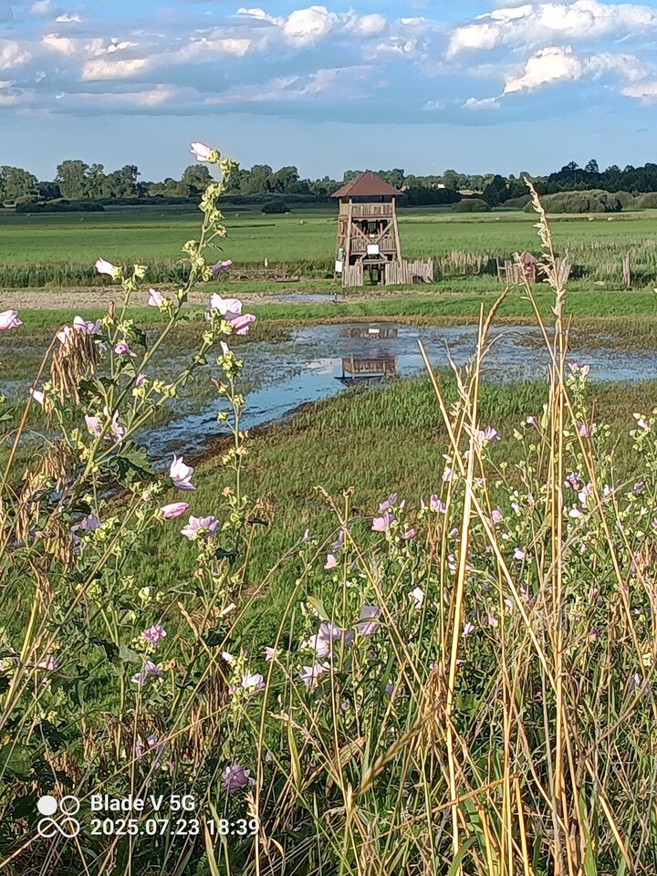 IMG_20250723_183956_316.jpg - napalony2324