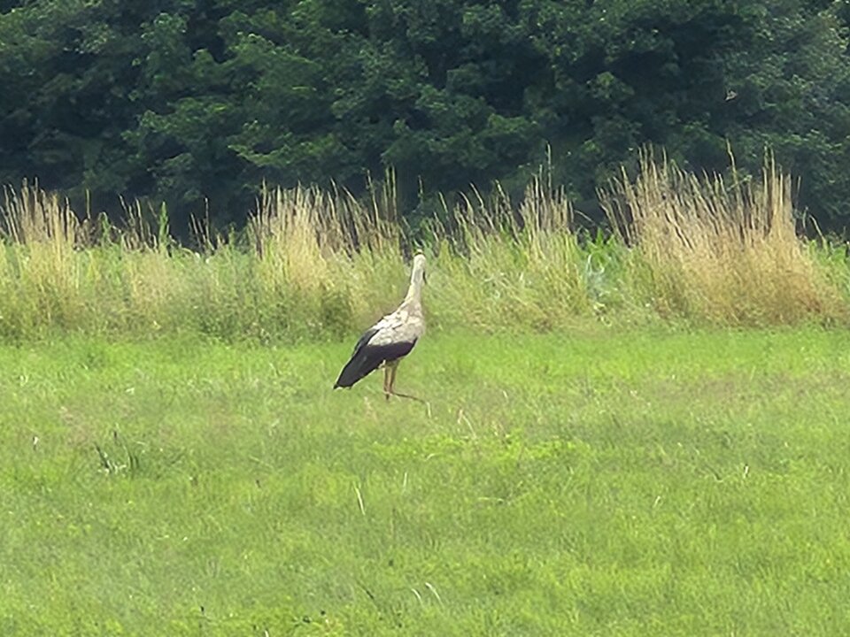 1000038952.jpg - Miniek234