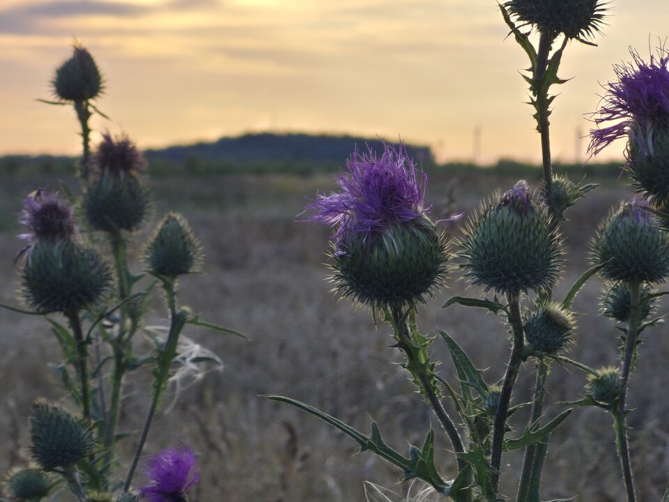 1000039023.jpg - Miniek234