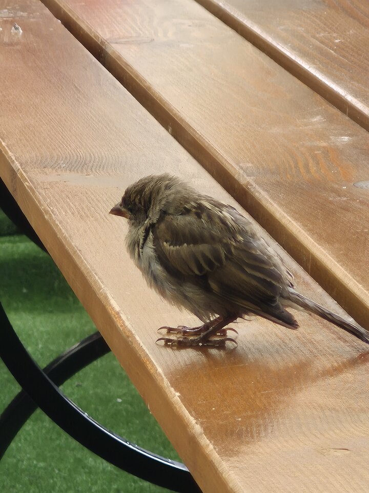 1000038631.jpg - Miniek234