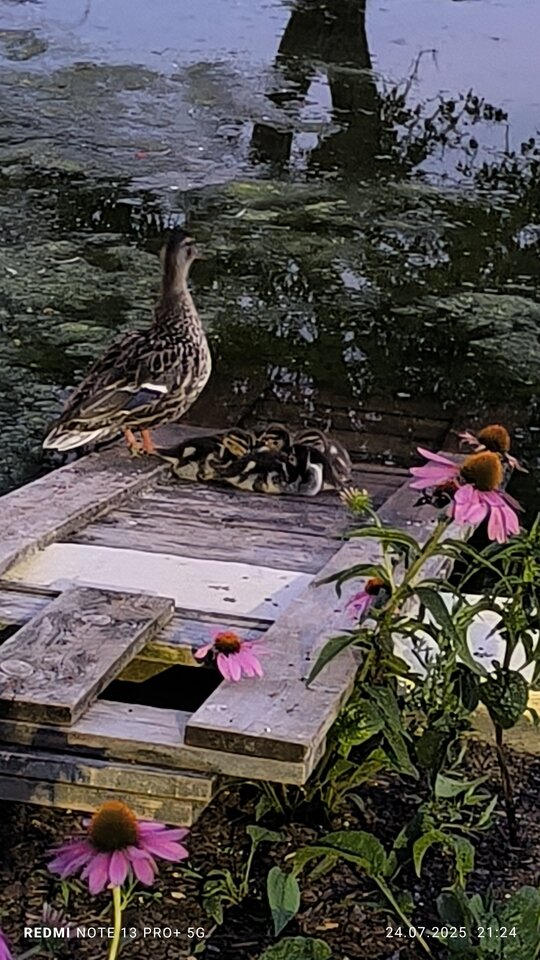 IMG_20250724_212421.jpg - arturo33333