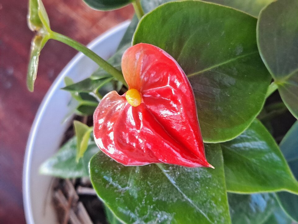 20250723_201705.jpg - Dam42On