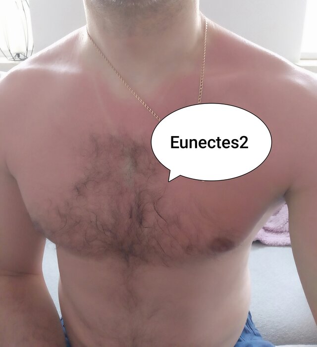 Eunectes2