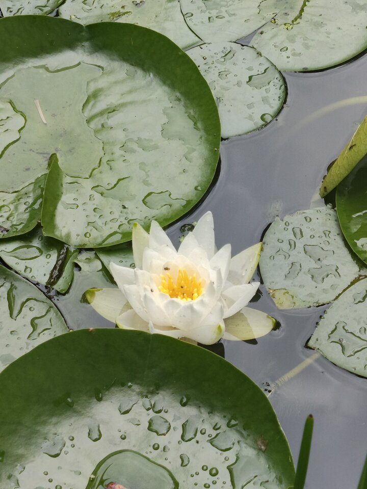 1000004203.jpg - Czlowiek_z_lasu75