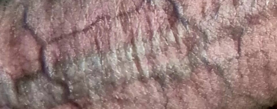 1000006239.jpg - Jamakasii