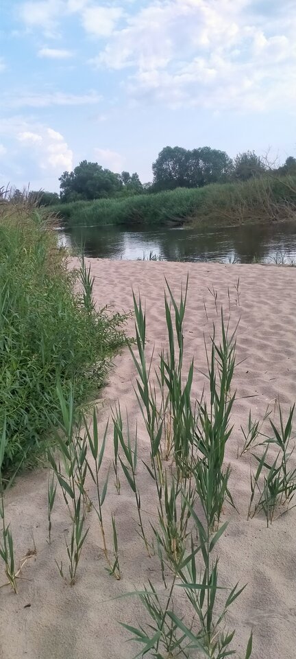 Miejsce na opalanie nagie rzeka Nida motkowice  - Wszolek