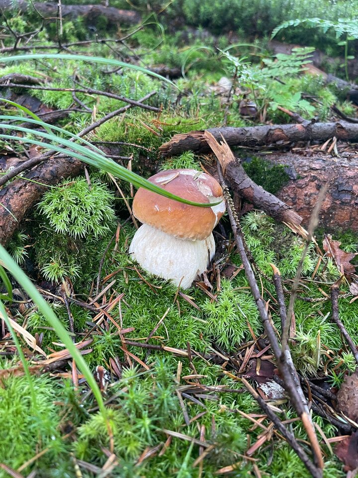 IMG-20250803-WA0005.jpg - Czarodzieje_alfa