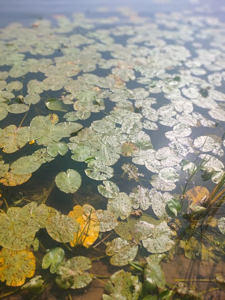 1000010169.jpg - TransKitty