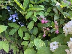 IMG_6905.jpeg