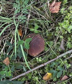 IMG_8185.jpeg