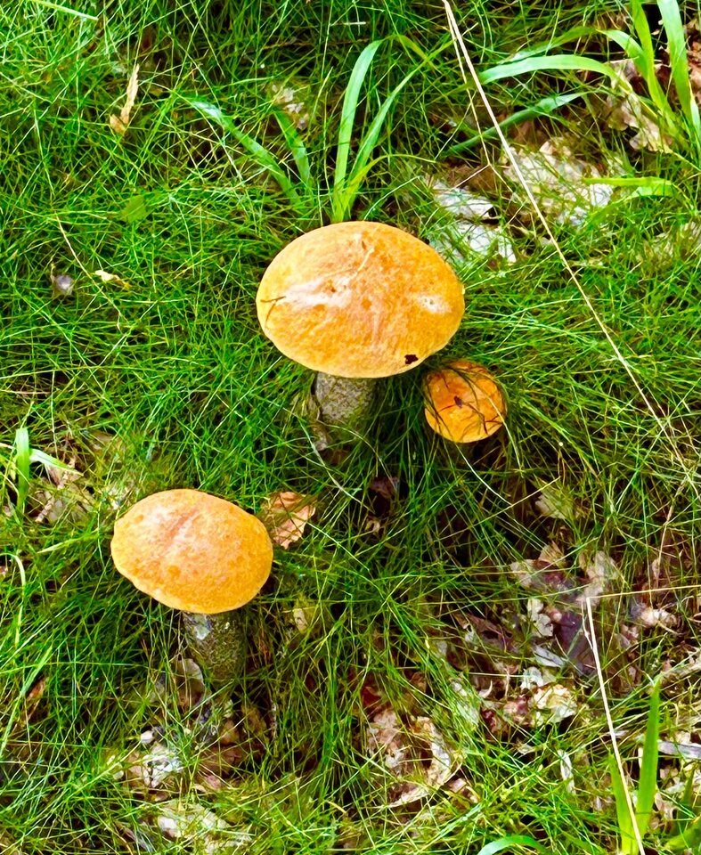 IMG_8189.jpeg - NaturystaXXX