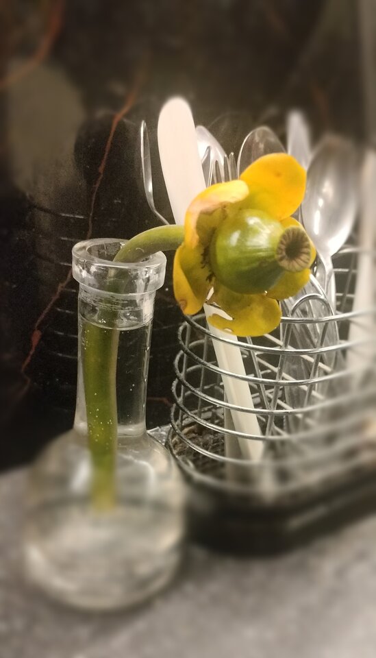 1000010304.jpg - TransKitty