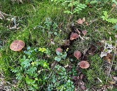 IMG_8204.jpeg