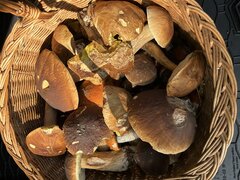 IMG_8225.jpeg
