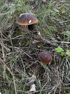 IMG_8222.jpeg