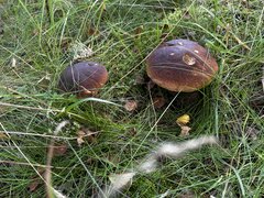 IMG_8223.jpeg