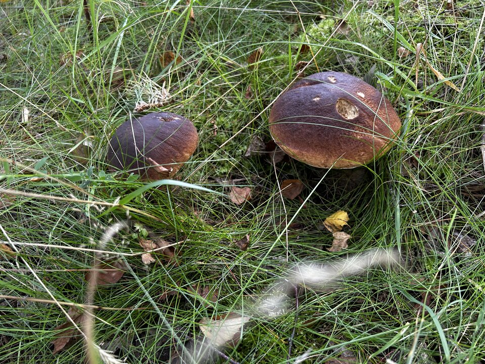 IMG_8223.jpeg - NaturystaXXX