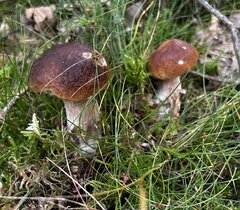IMG_8242.jpeg