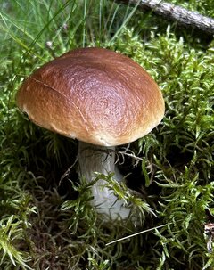 IMG_8241.jpeg