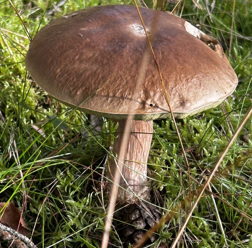 IMG_8243.jpeg - NaturystaXXX