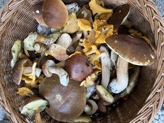 IMG_8245.jpeg