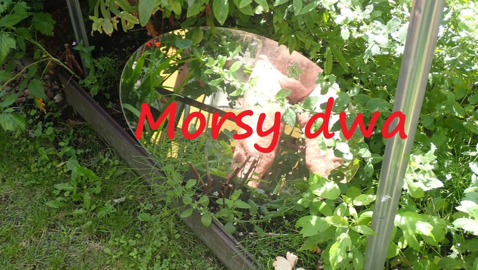 W lusterku. - Morsy_dwa