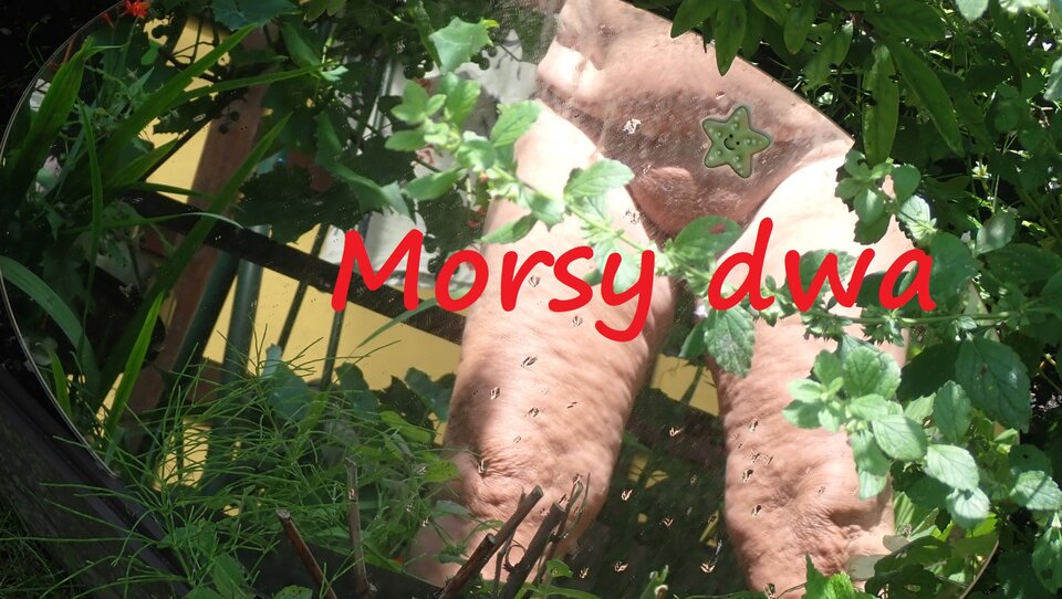 W lusterku. - Morsy_dwa
