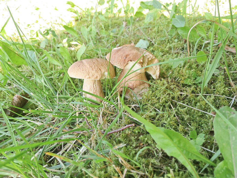 1000005381.jpg - Antekby