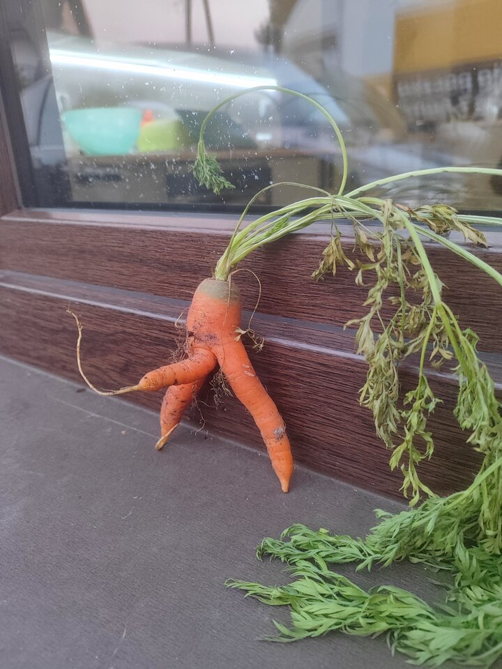 1000018234.jpg - TomKar9495